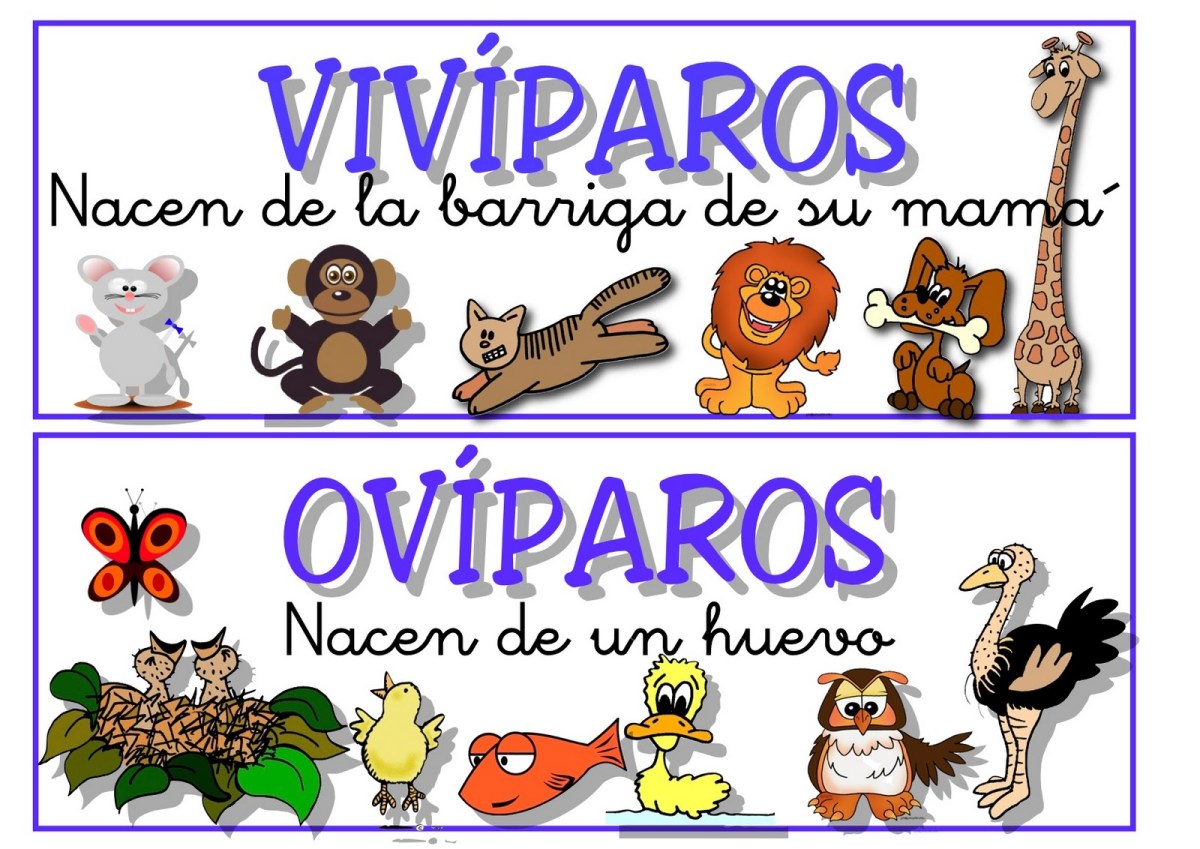 Resultado de imagen para cuales son los animales oviparos